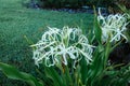 Crinum asiaticum ÃÂ flower